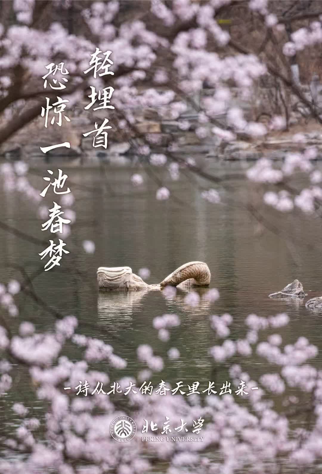 轻埋首，恐惊一池春梦（摄影：马超，文案：一粒南瓜）