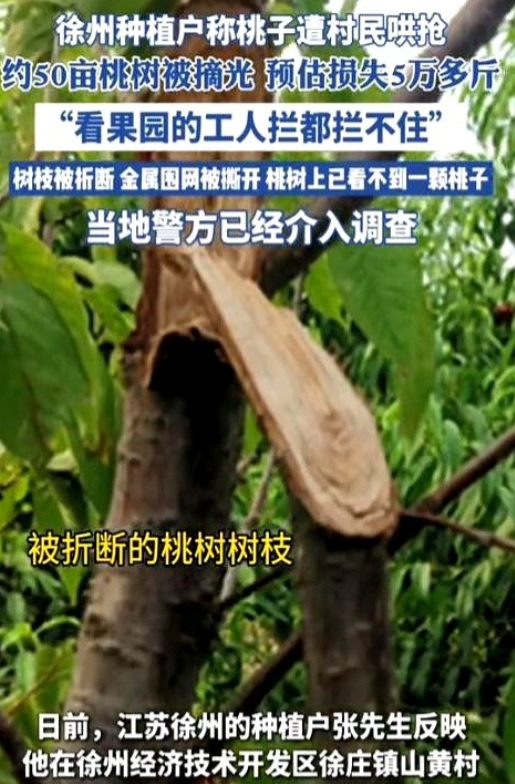 “太可恶了！”江苏徐州，男子租了1800多亩地种果树，有500亩桃树进入成熟期了