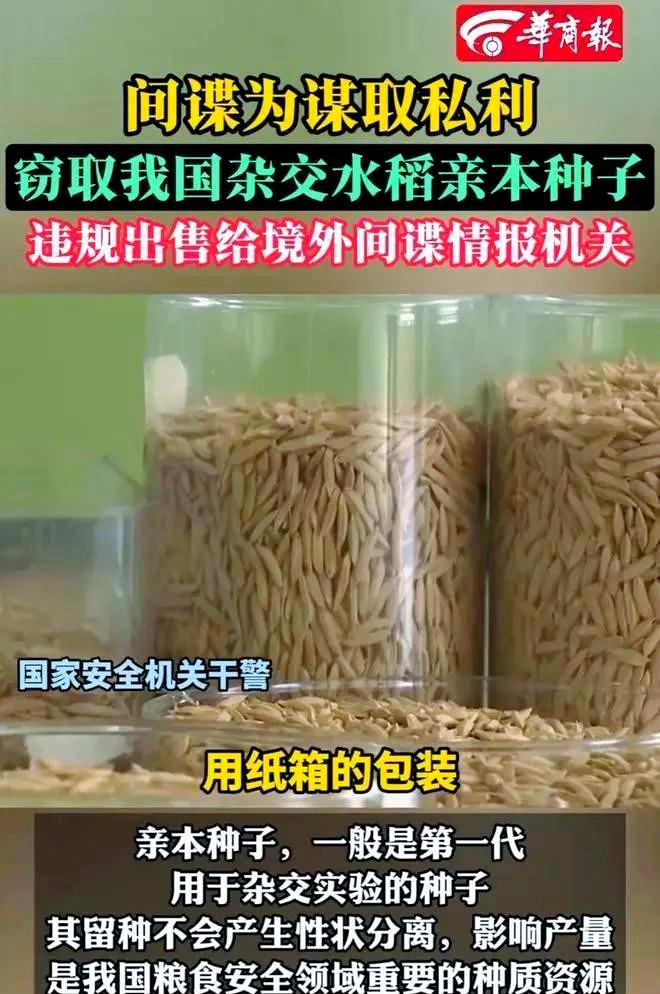 “应该立即死刑！”央视新闻在2024年4月，曝光了一起惊天大案：我国杂交水稻之父