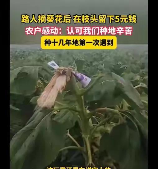 这位摘走葵花的人，可交。
新疆塔什，有位过路人，从路旁摘走一棵葵花，但却在棵上绑