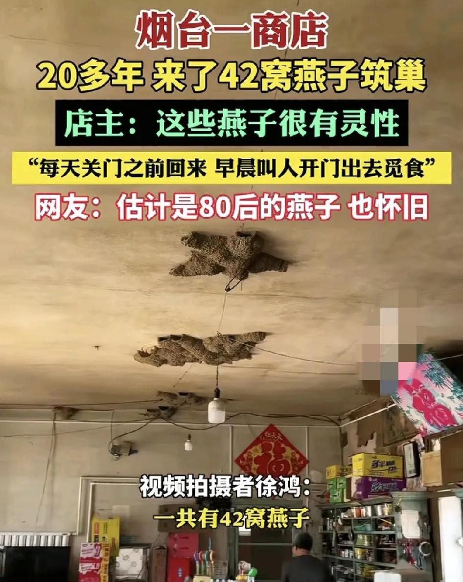 山东烟台一家小超市26年来一共有42窝的燕子在店里筑巢，燕子非常有灵性，每天在关