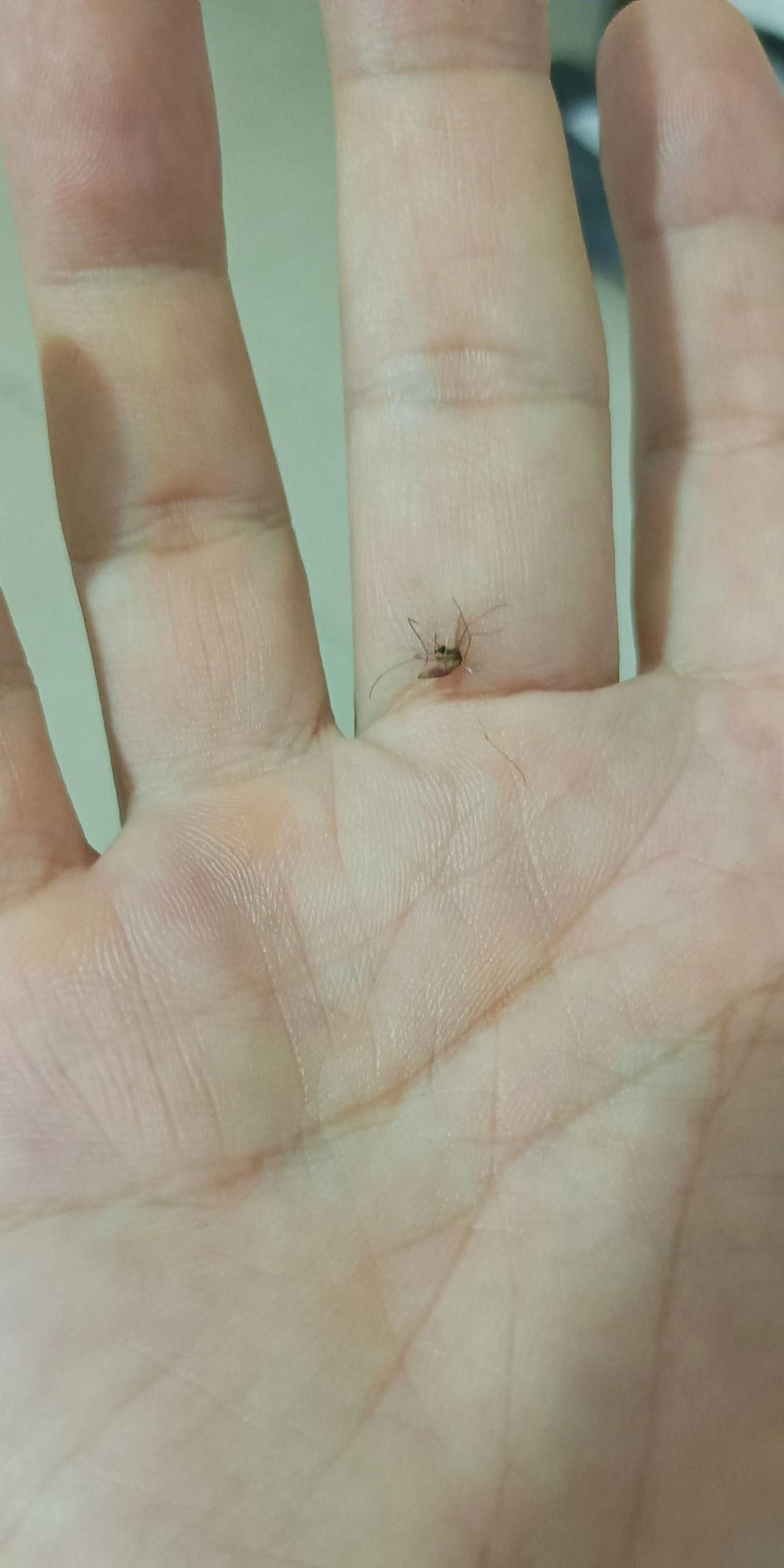 终于打到了这只蚊子，一个晚上的，不停地在我耳边嗡嗡嗡，打开灯它就无影无踪，关灯躺