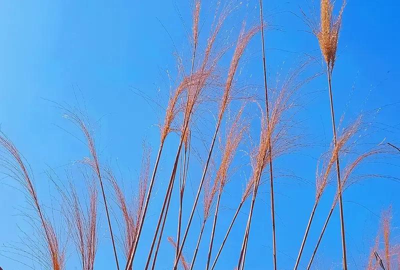 人的命天注定
胡思乱想不顶用
埋怨谩骂也没用
别怨天别怨地
生辰八字几两命
出生