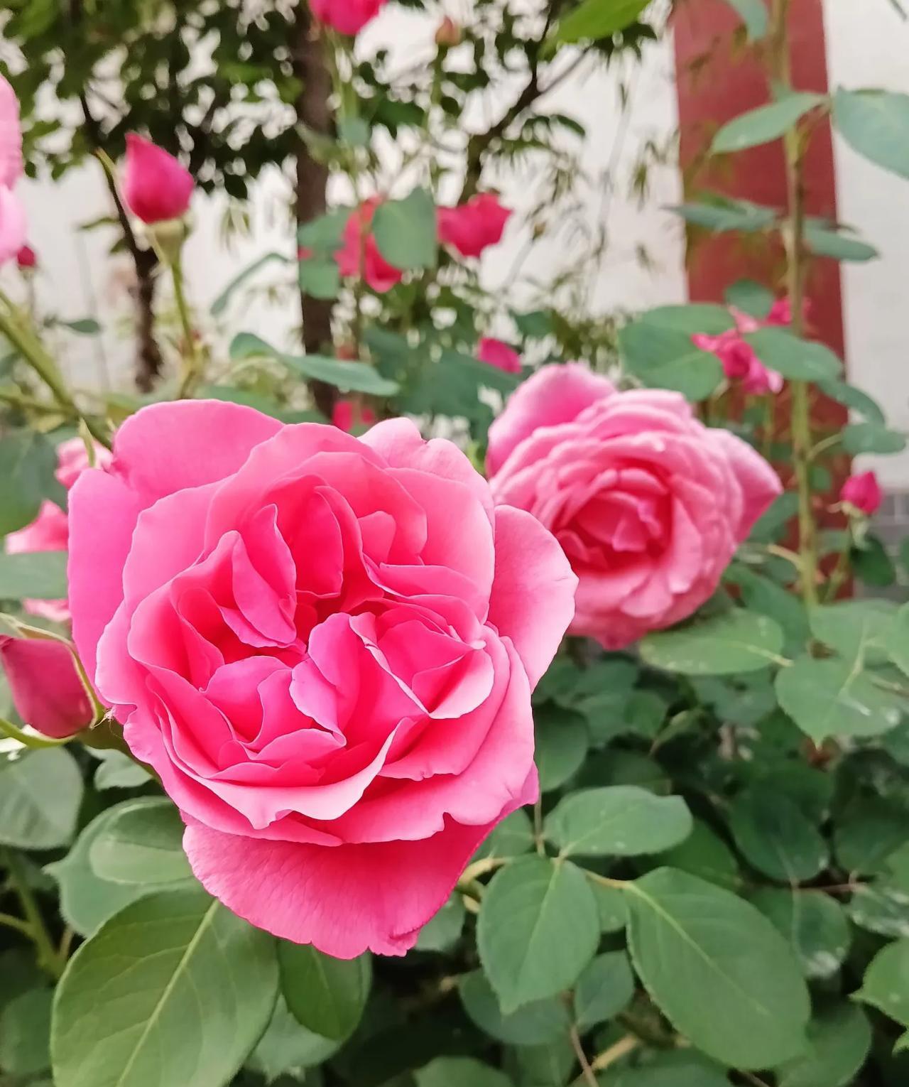 一缕晨光透小窗
篱前月季吐芬芳
香风抚面诗情涌
……[作揖][玫瑰]
上联:窗前