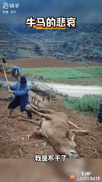 一头老牛干活累得瘫倒在地，大口喘着粗气。可它的主人，一个老头，全然不顾这些，固执