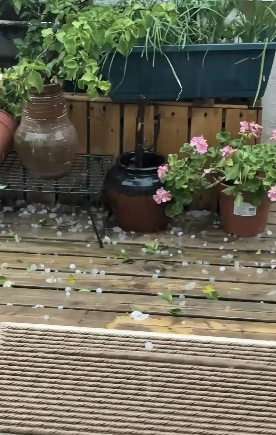 万万没想到，成都高新区下冰珠子了！不仅是电闪雷鸣，更是狂风暴雨加冰雹。
成都遇强