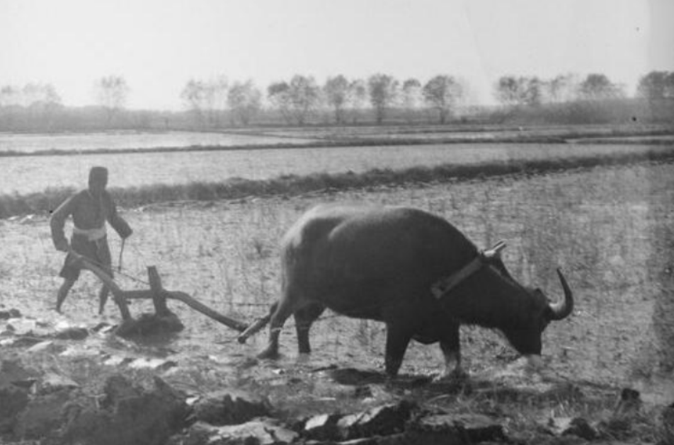 朱老总回忆，红军长征打到遵义后，为了进行休整补充体力，给士兵们一人发了一块银元，