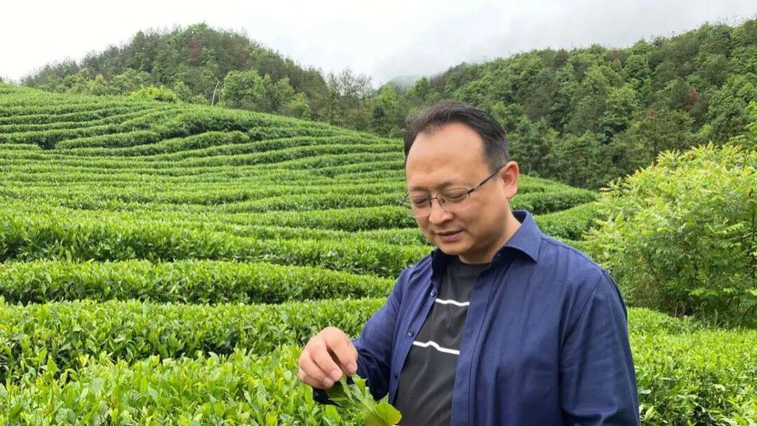 【浦江老师傅】石元锋：从非遗传承到共享茶厂 一片茶叶激活乡村共富力