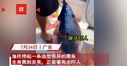 “活久见！”2023年7月，广东渔民出海捕鱼时，捞到一条黑色鳞片的怪鱼，张口还能