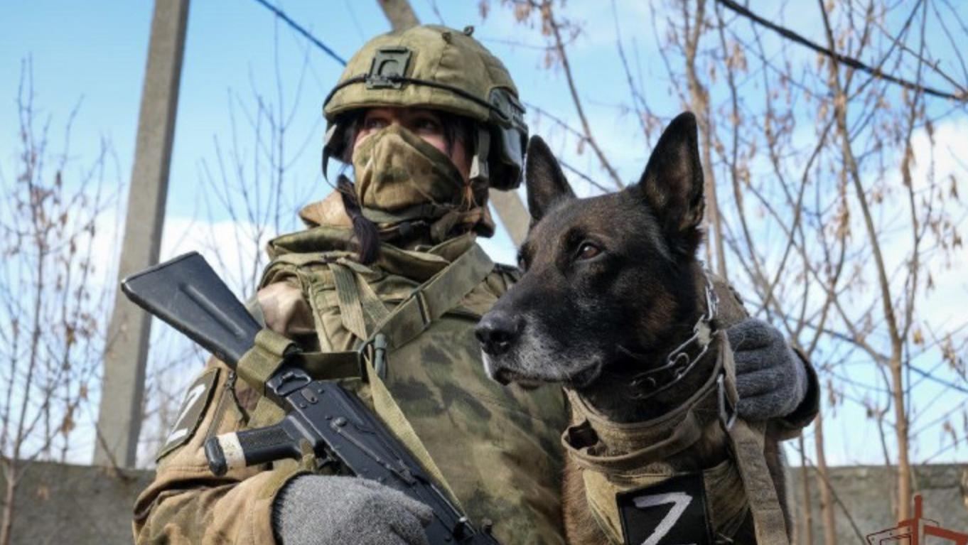 俄乌战争这么长时间，俄罗斯终于给军犬穿上了防弹衣
