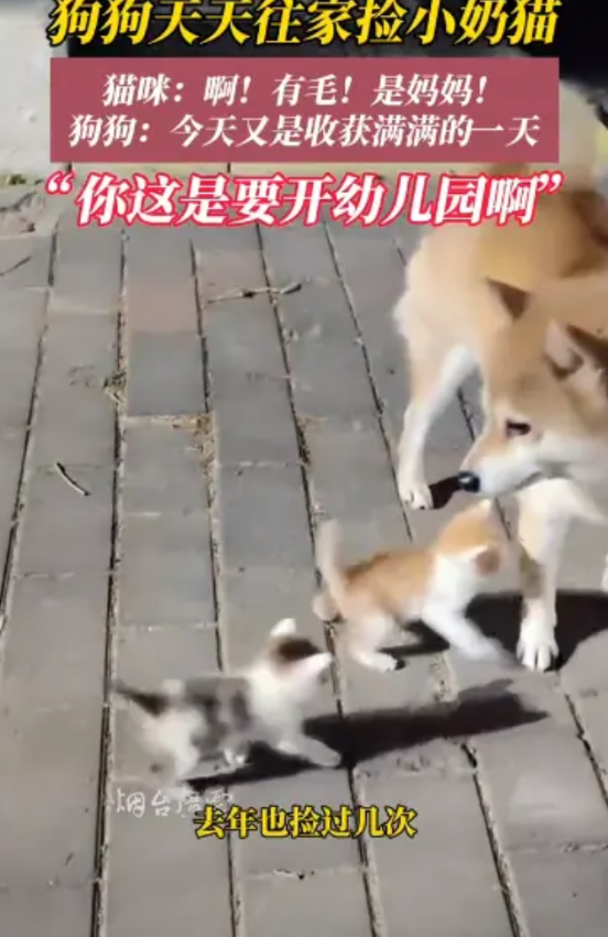 “这下赚到了！”2025年5月，江苏盐城，一只狗妈妈捡回来3只猫孩子，然而，这个