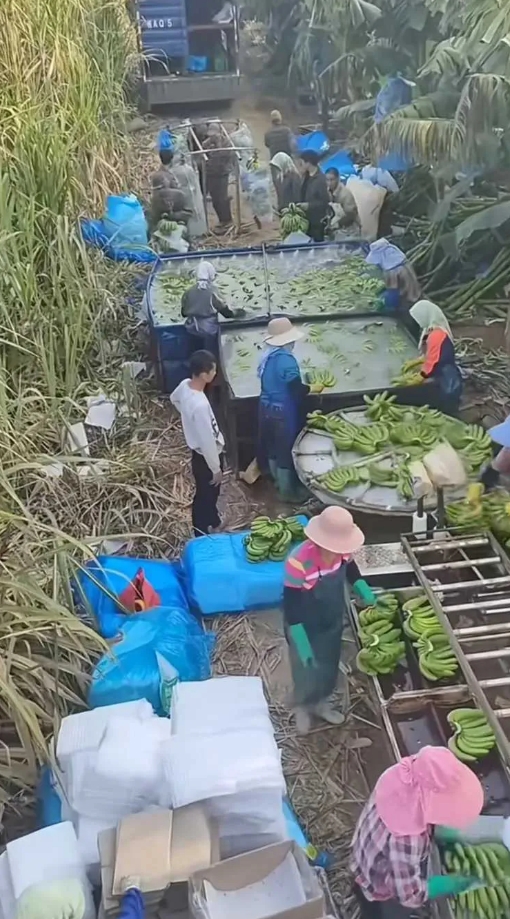 刚采摘的香蕉为啥要泡水？