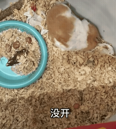 河南妹子把空调开到16℃，仓鼠秒变“尸体”，差点直接埋了！
太脆弱了吧？原来不是