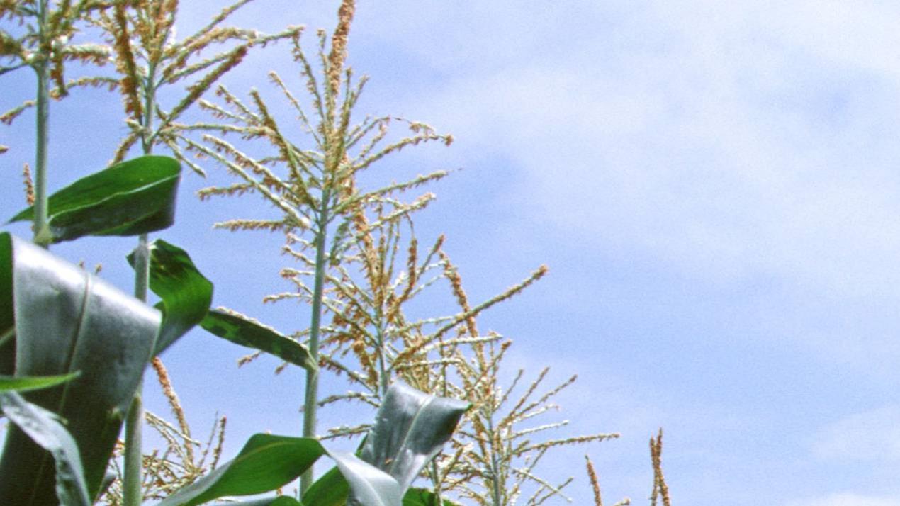 三天大葱速长，王炸配方，大葱病虫害防治，绿色防控