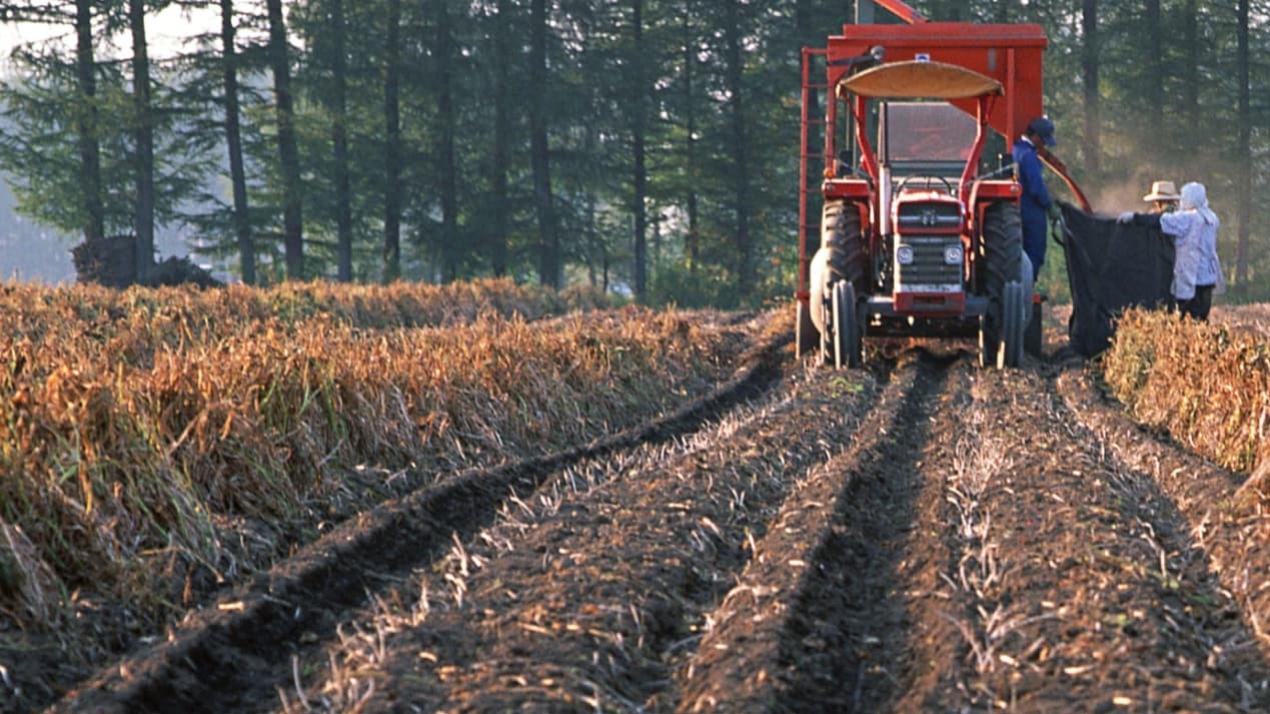 三周季节养护经，独家揭秘，麦田小麦，丰收秘诀在此
