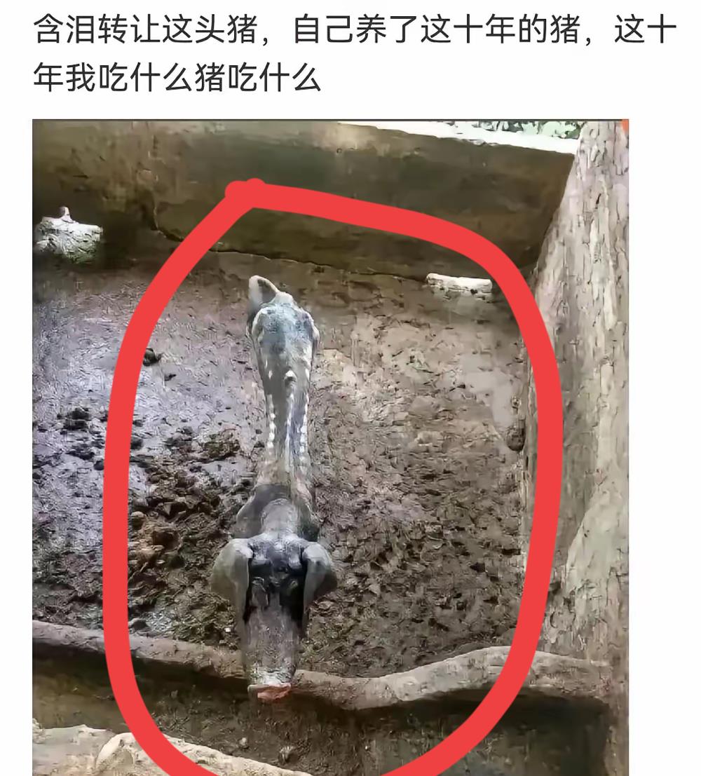 我家养的猪百年难见啊你愿意出多少钱