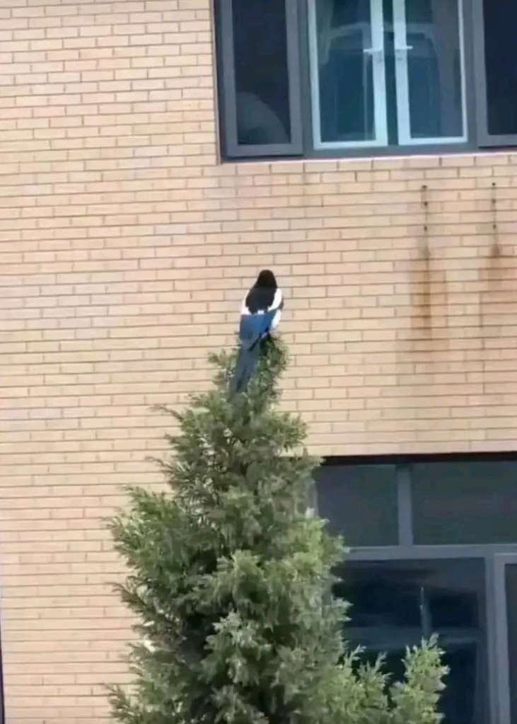 就问你是不是像不像吧！