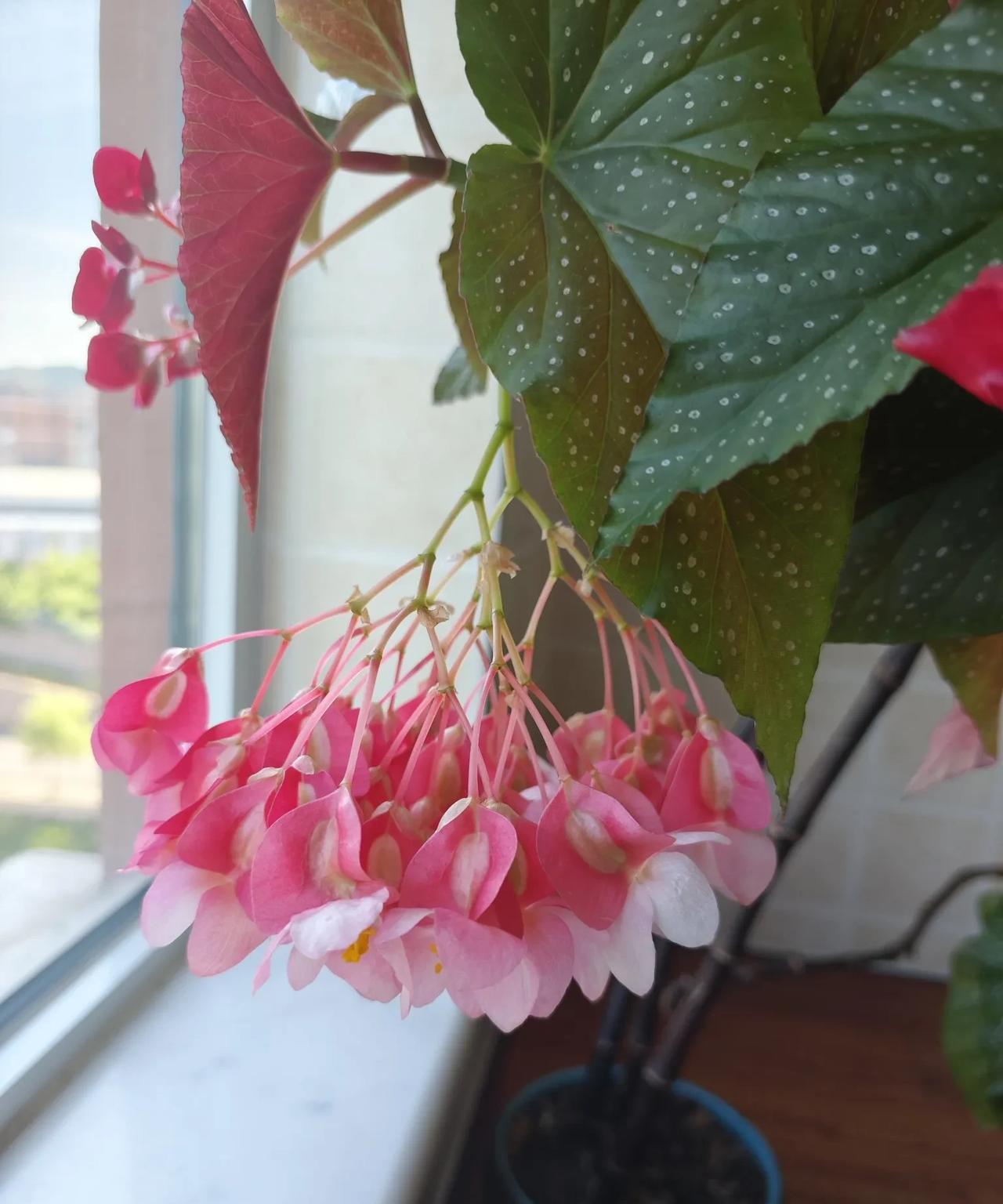 #随手拍的绿植#