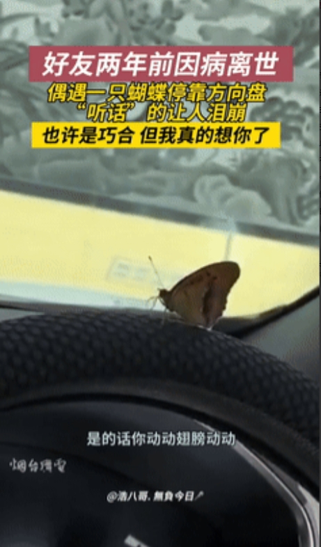 “泪目了！”辽宁，战友2年前就已病逝，就在3天前，男子偶遇一只蝴蝶，他抱着试试看