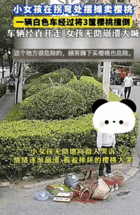 小女孩守着几筐樱桃在小区门口盼顾客，一辆白色SUV转弯时，竟将三筐樱桃撞翻，随后