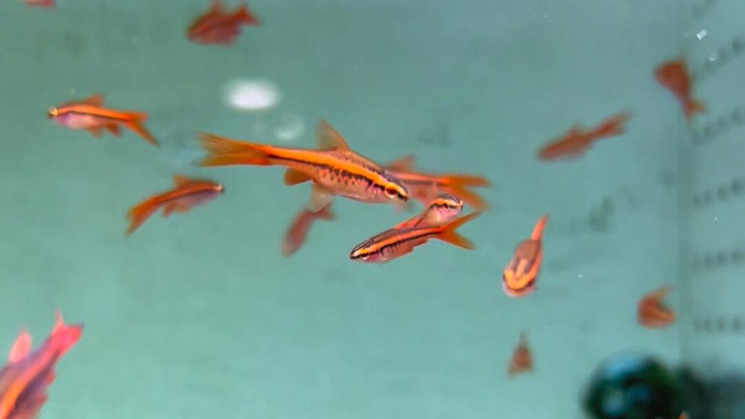 动物观察爱好员 之 樱桃灯鱼