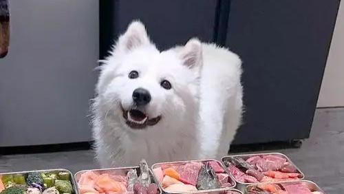 狗狗也吃上外卖了：百元包月定制餐，是解放双手还是健康隐患？