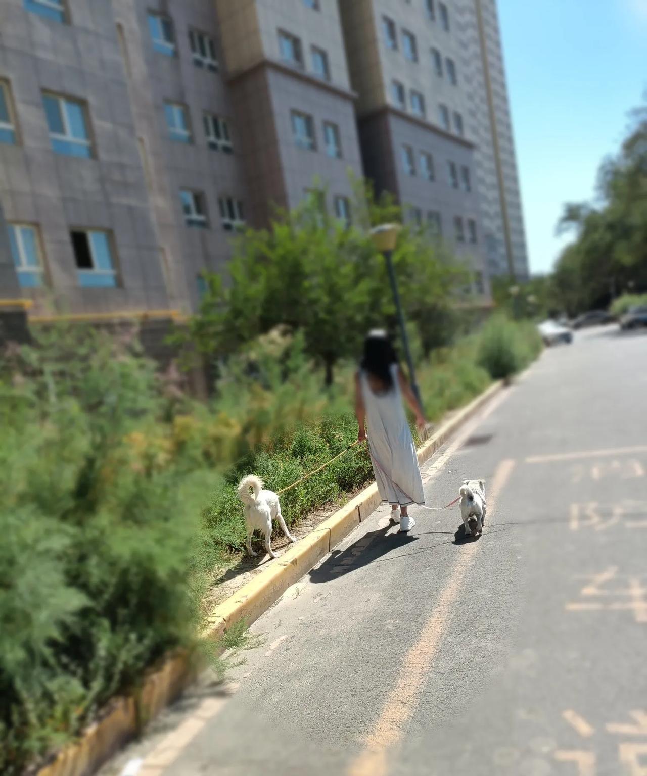 小区里散步
又碰到了小区里的这个女人
不是说别的就是感觉她好奇怪呀
家里养了好多
