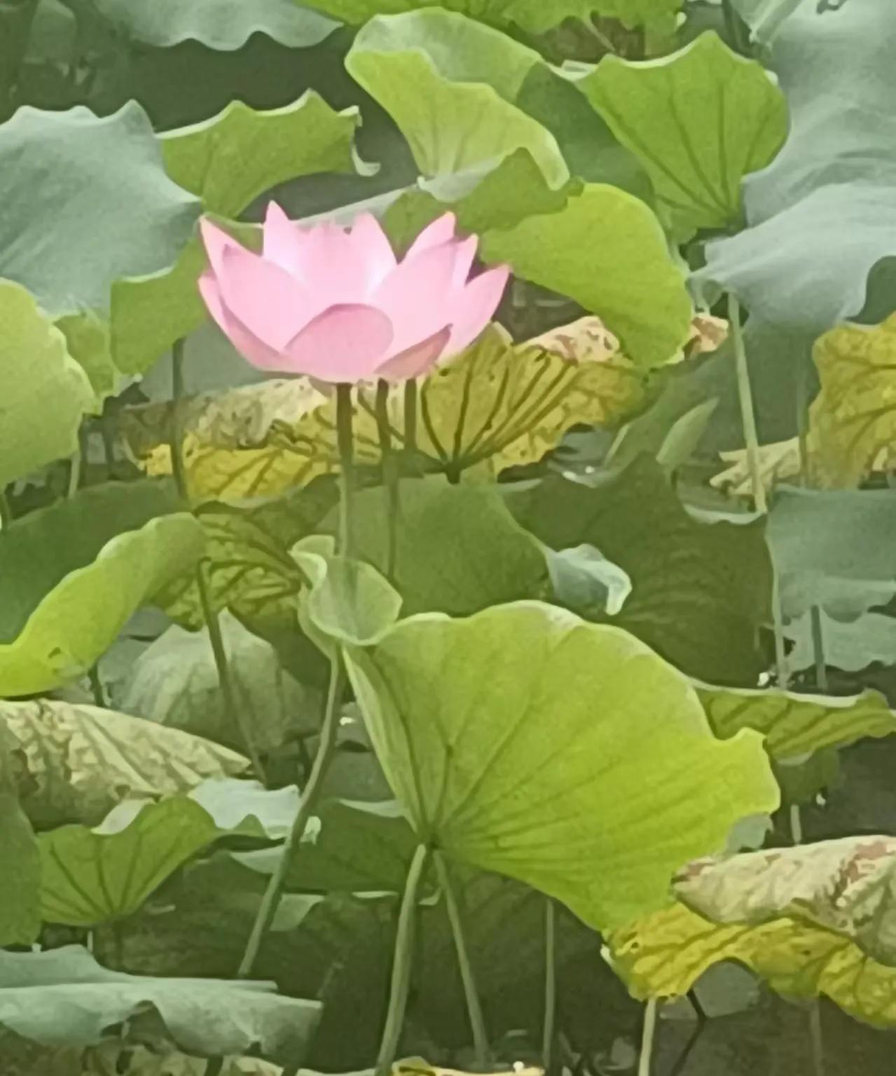 人老了，
自己还是要有点钱才行！
这几天家里老人住院，
同病房的，
一位70多岁