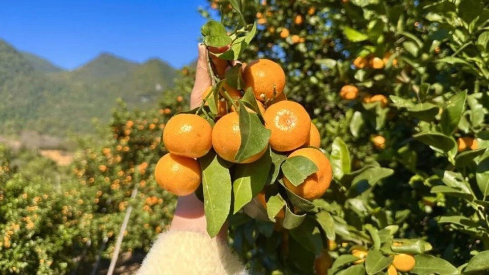 柑橘季到啦！石潭八月桔抢“鲜”上市，开“炫”