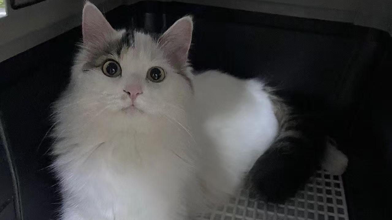 跨省长途搬家平台物流人宠同行哪个顺风车平台好？人宠同行哪个顺风车搬家物流值得推荐？人宠同行顺风车排行