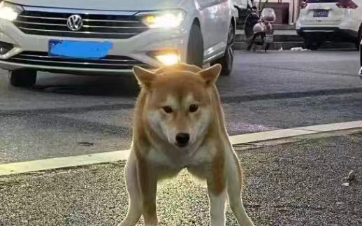 家里养了十几条狗，专门用来占车位收费，一向嚣张跋扈认为没人敢惹，直到遇到硬茬教他做人