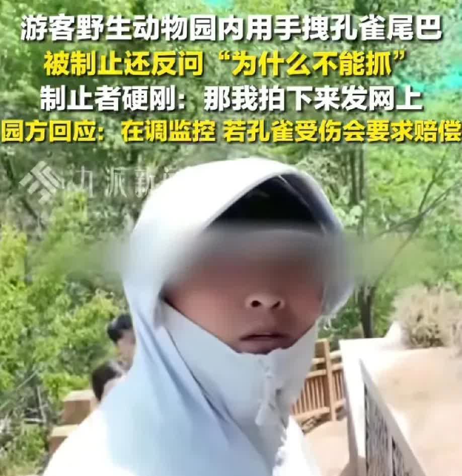 青海西宁这事儿看得人直冒火！一男子去观赏孔雀，居然直接伸手抓人家尾巴，孔雀疼得直