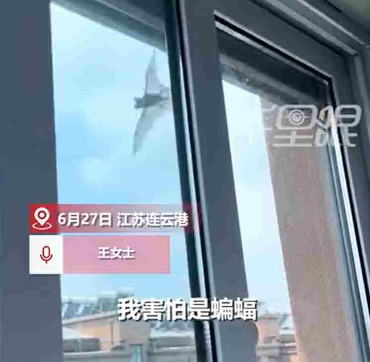 【#女子家窗外发现近百只蝙蝠#】6月27日，江苏连云港东海市。王女士称，在阳台窗