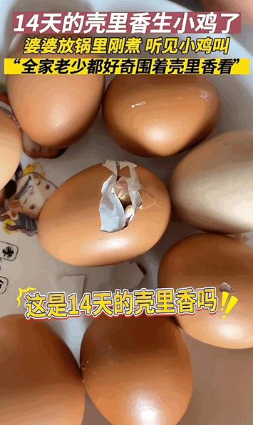 万物皆有灵性！山东，女子买了几只壳里香，第二天婆婆放锅里煮，刚放锅里就听见了小鸡