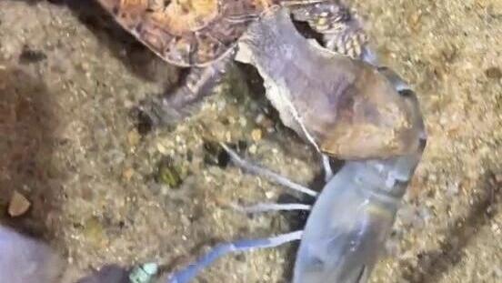 第一次见到乌龟和虾打起来，虾的结果太惨了！