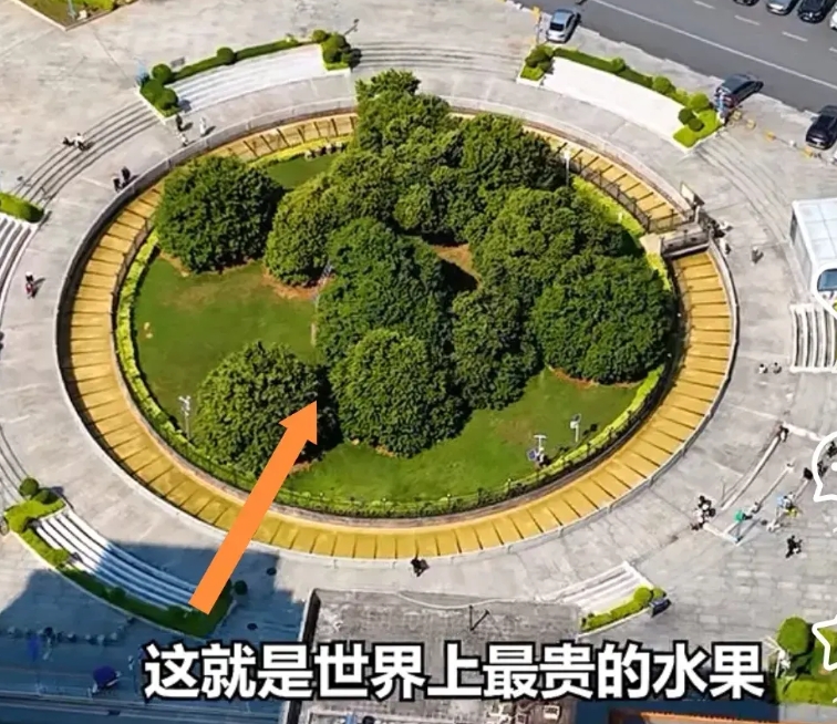 《长安的荔枝》被吐槽荔枝树太假

但也演出了荔枝的娇和贵

毕竟在现代荔枝也曾是