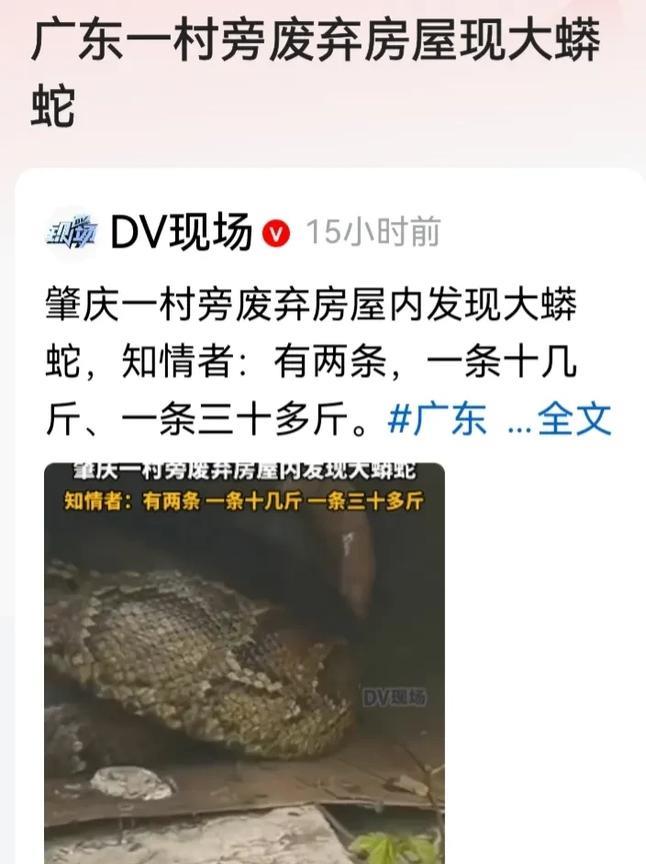 感觉今年的蛇特别多！
近日，在广东肇庆的一村旁废弃的屋内，发现了两条大蟒蛇。一条