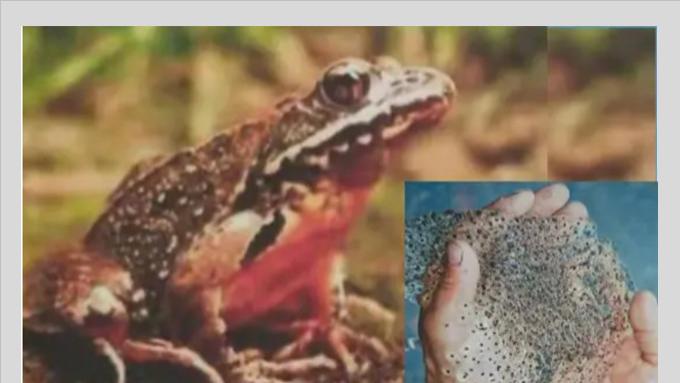 蒋泓峰：我的长白山林蛙情缘—林蛙游天地，六十年乡愁