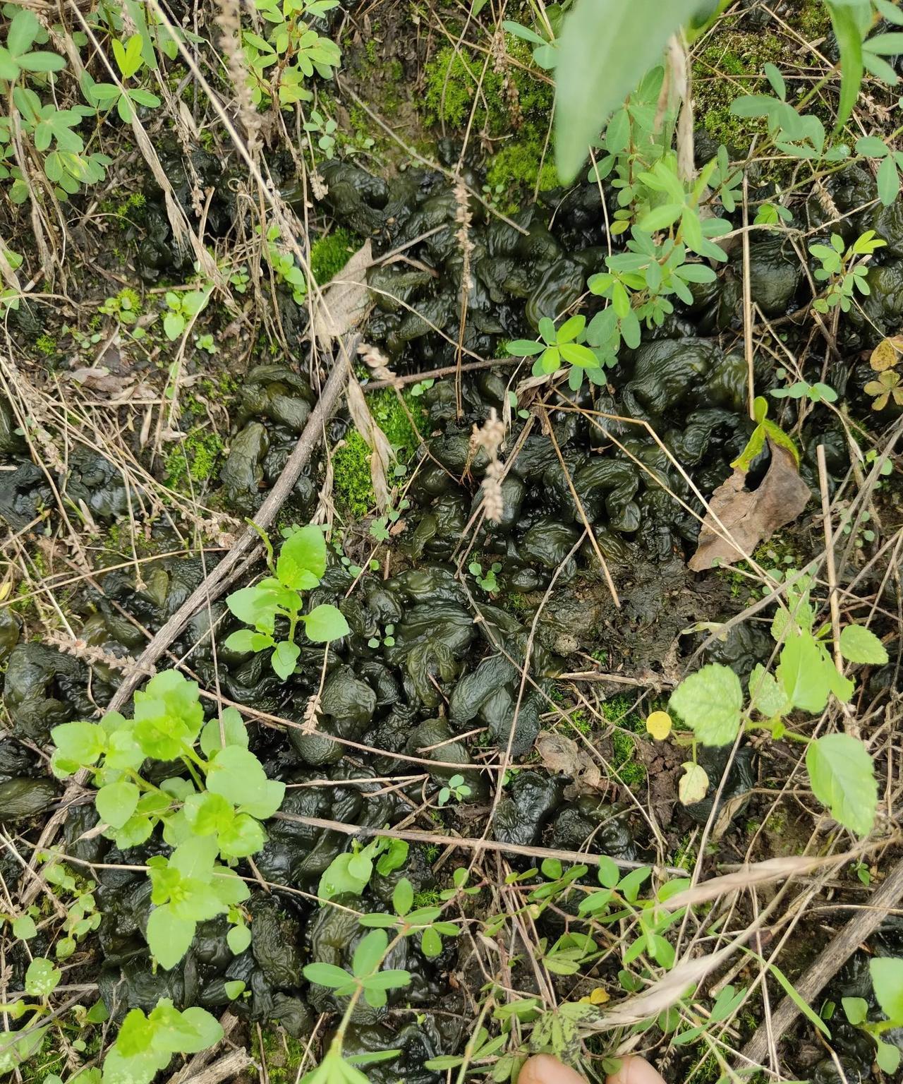 武汉6月28日
今天早上下了雨，马上就天晴了，出了大太阳。
我说去摘茶叶，然后等