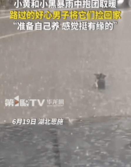 湖北恩施，男子开车回家时，突降暴雨！刚开了1分钟，就发现路中间有2个黑点，他以为