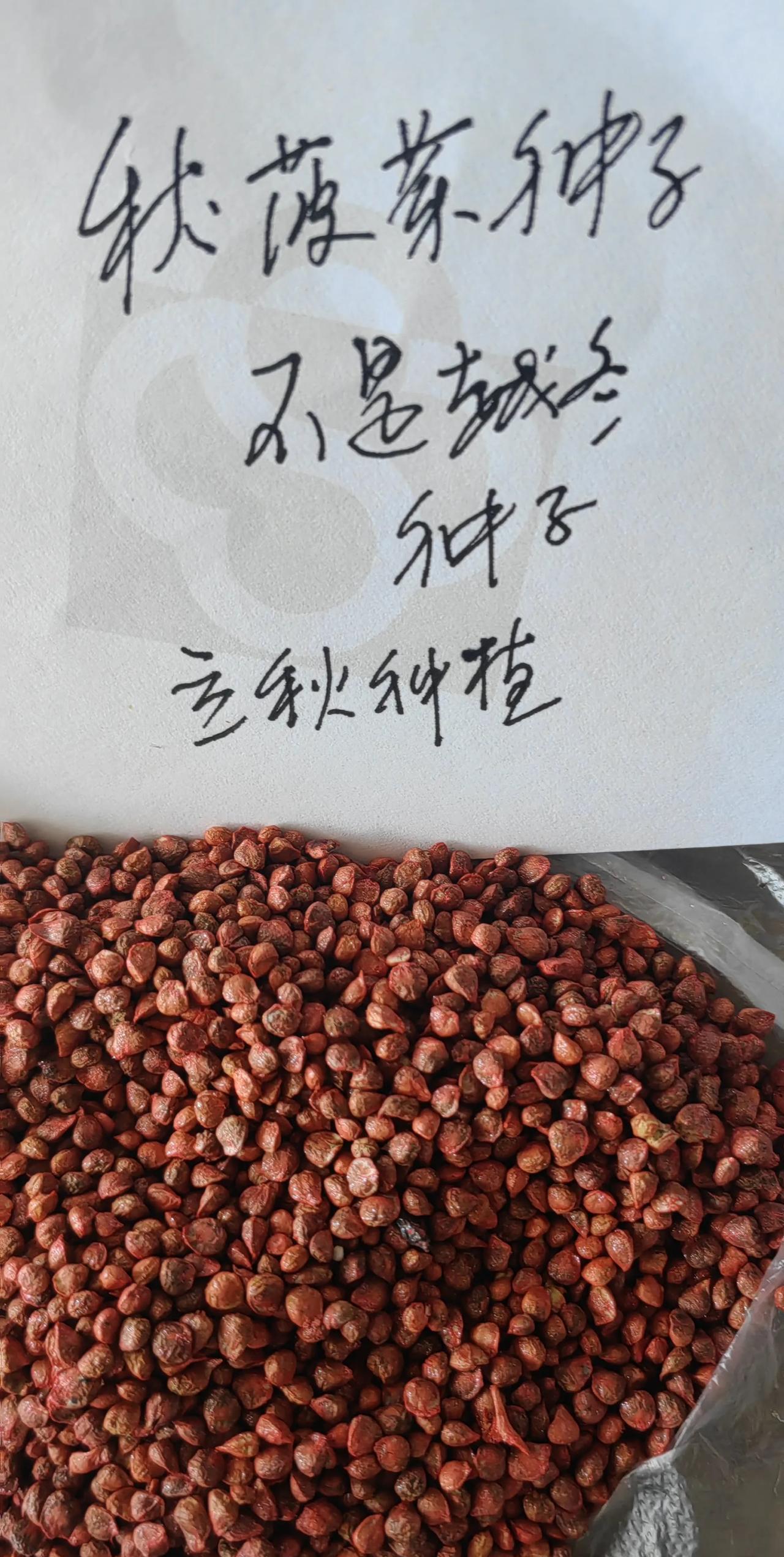 最低气温18度可以种植菠菜么？种植的时间不好掌握。还有两天立秋，早晚凉爽了，准备