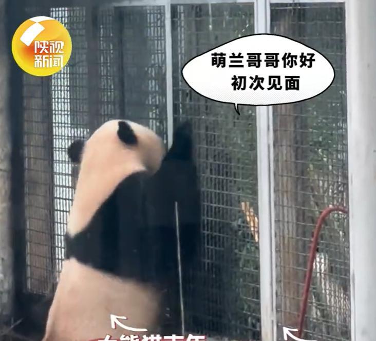 【初次见面 #萌兰和新邻居唠嗑停不下来#】10月6日，北京动物园。大熊猫“萌兰”