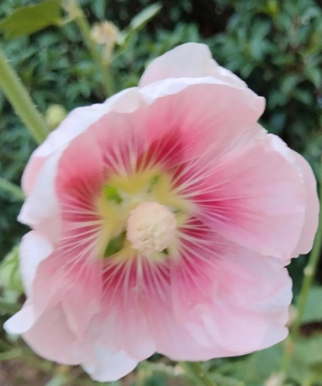 #分享相册里最美的花#