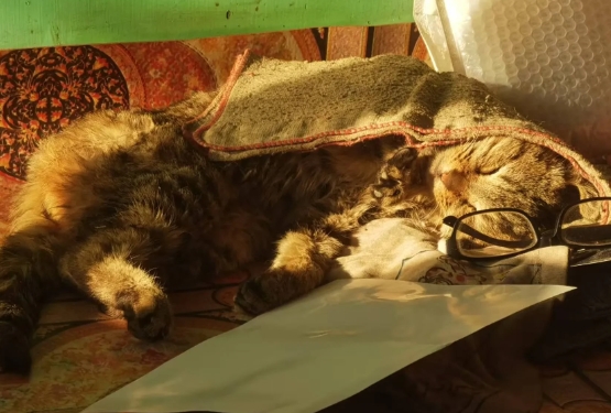我妈妈养的猫，它也只和我妈妈亲，它出去玩儿回来也不进家