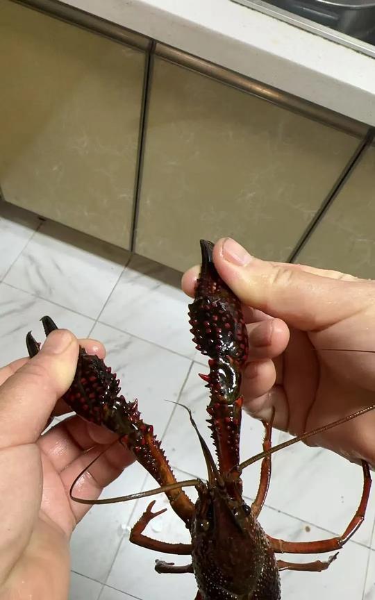 昨天晚上用大盆子装小龙虾，想想应该不会爬出来，为了防止万一，我专门数了数，一个盆