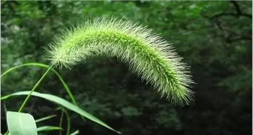 前些年创城的时候，公路边有一块地，早先的时候是用铁皮围挡挡起来的。
后来为了应付