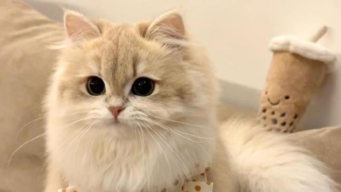 怎么选择猫粮的牌子？新手必看猫粮品牌推荐