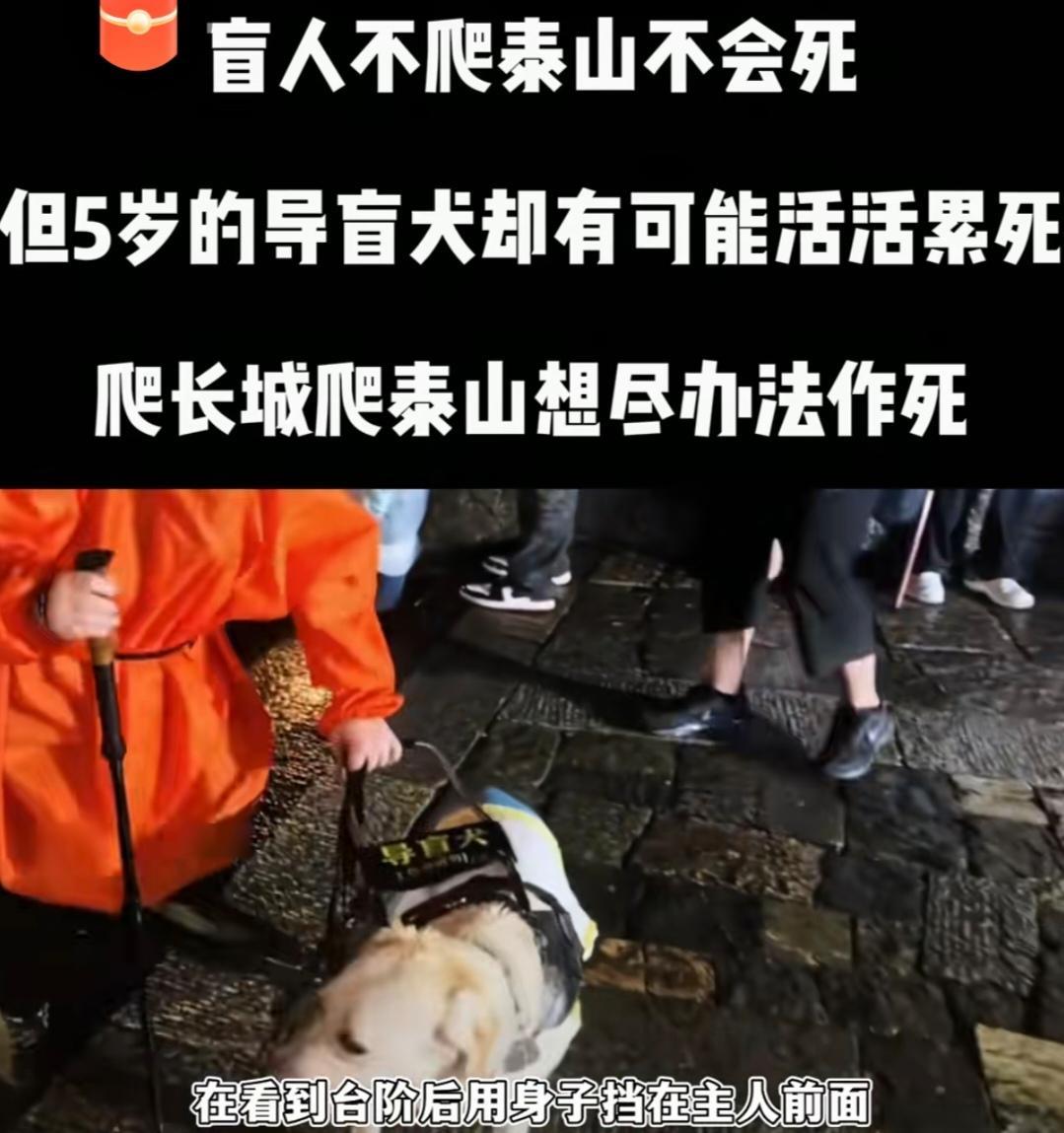 导盲犬芬迪的当事人回应大家，表示自己并没有虐待狗狗，自己只是想多出去转转这有错吗