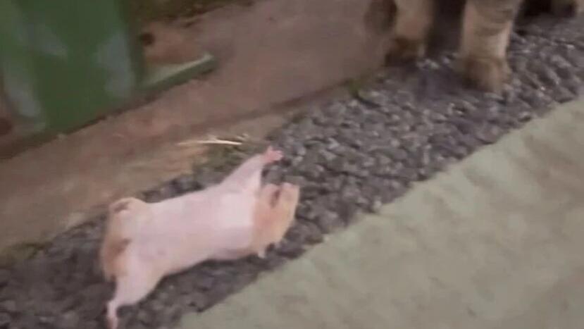 第一次见到会装死的老鼠，顺利在喵咪面前，躲过一劫！