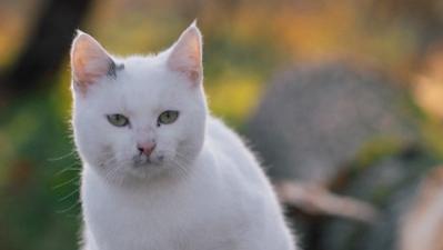 猫罐头什么牌子经济又安全？2025猫罐头品牌排行榜性价比高合集！